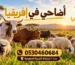 أضاحي في إفريقيا خراف وأبقار شرعية للتوزيع على المحتاجين عبر موقع هدي أفريقيا مع توثيق بالفيديو